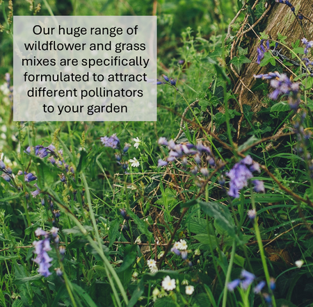 Front Lawn Grass Seed (HM2)