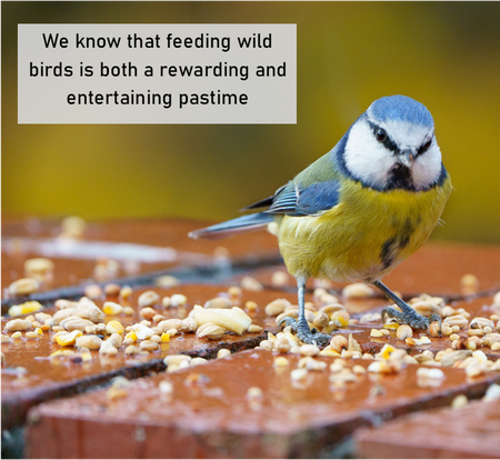 Everyday Wild Bird Food