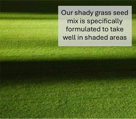 Shady Area Lawn Seed (HM5)