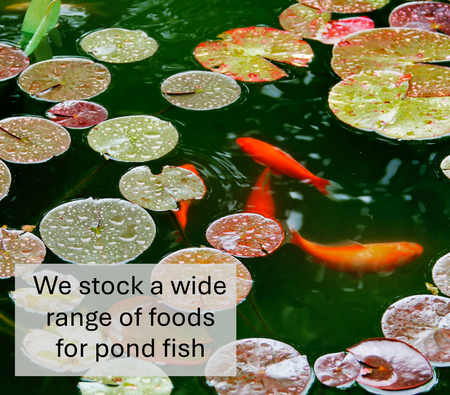 Natural Pond Sticks