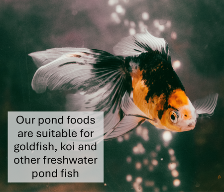 Pond Flake Fish Food