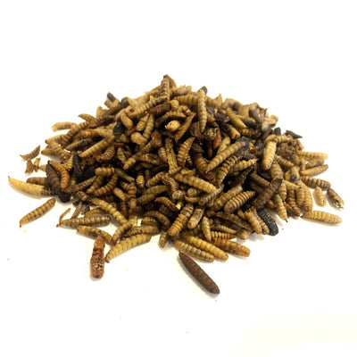 Dried Calciworms