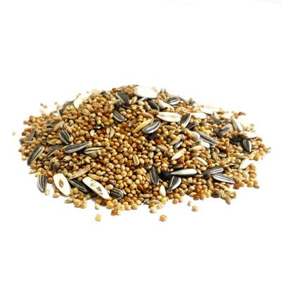 Cockatiel and Parakeet mix