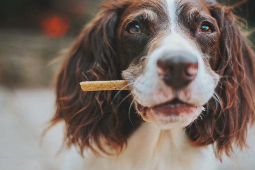 Why are natural dog chews the right choice for your dog?