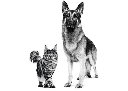 Tailored nutrition to meet your pet’s needs