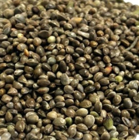 Hemp seed