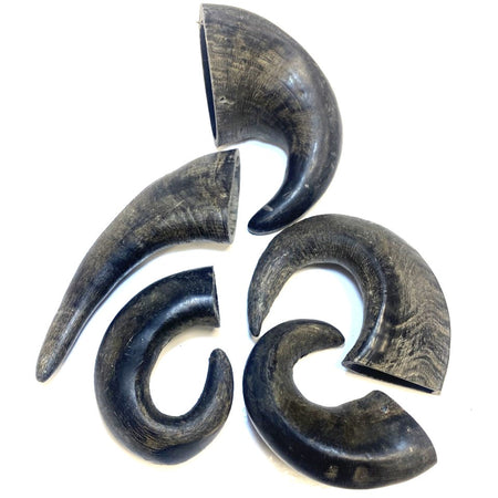 Medium Buffalo Horns