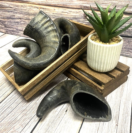 Medium Buffalo Horns