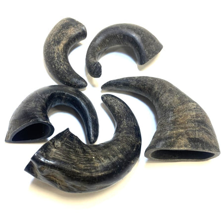 Small Buffalo Horns