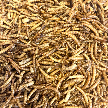 Dried Mealworms