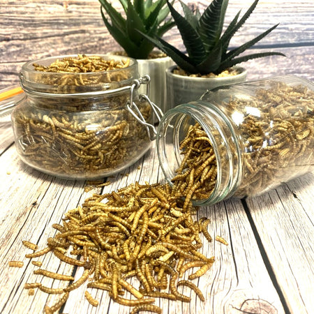 Dried Mealworms