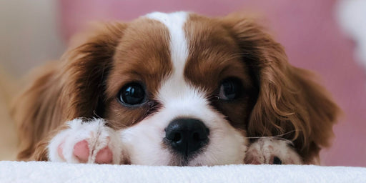 The perfect treats for your best friend