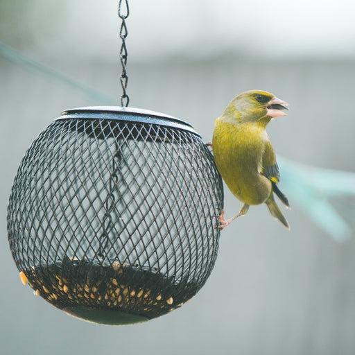 All our bird seed mixes have been designed to deliver high quality avian nutrition.