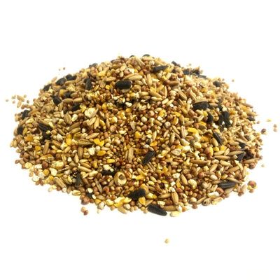 Everyday Wild Bird Food