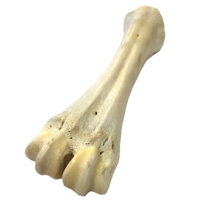 White Shank Bone