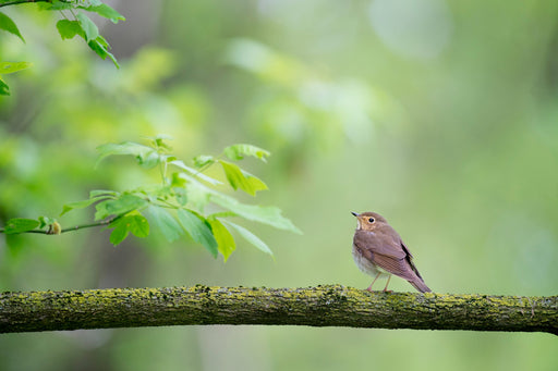 Wild bird food you can trust