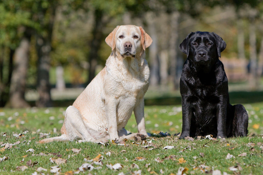 Common health issues with Labradors