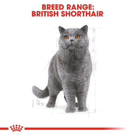 ROYAL CANIN® British Shorthair Adult Dry Cat Food