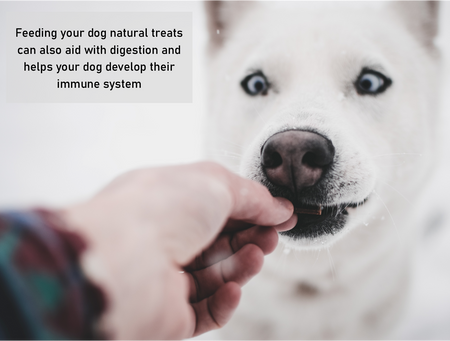 100% Natural Dog Treat Box: The POSH POOCH BOX