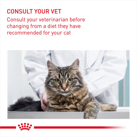 ROYAL CANIN Hairball Care In Jelly Adult Wet Cat Food