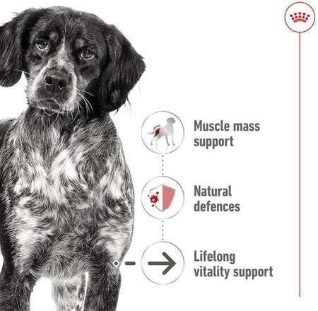 ROYAL CANIN® Medium Ageing 7+ in Loaf 410g Wet Dog Food in Cans