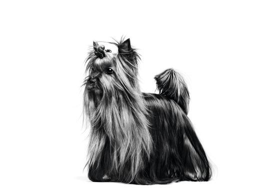 Cheapest royal canin yorkshire terrier online