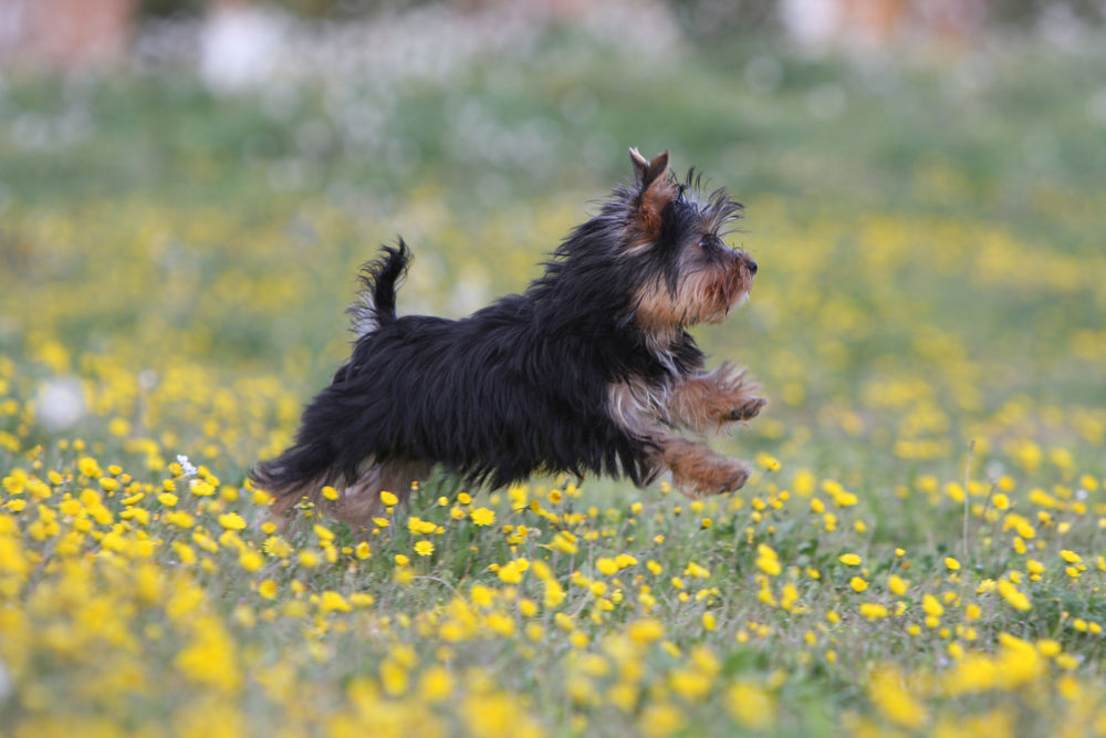 <h2> Common Yorkshire Terrier health issues  </h2>