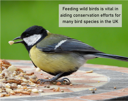 Fresh Mealworms Wild Bird Food (More Nutritious than Dried)