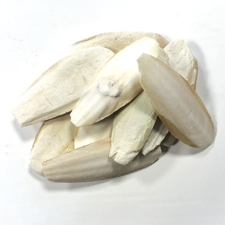 Cuttlefish Bone