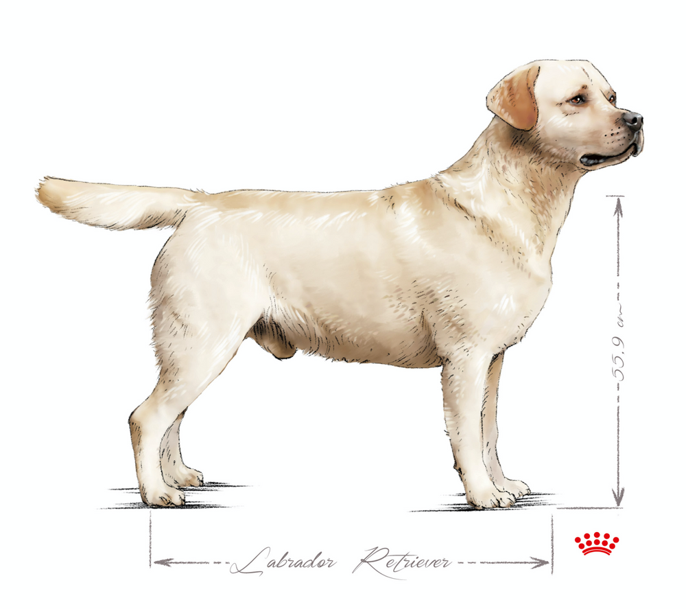 Normal Labrador Royal Canin Breed Hub - Labrador – Maltbys' Stores