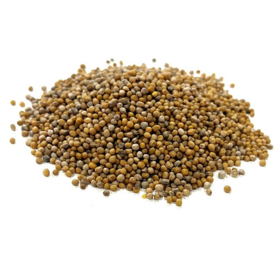Green Manure Mustard Seed