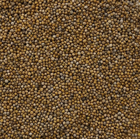 Green Manure Mustard Seed