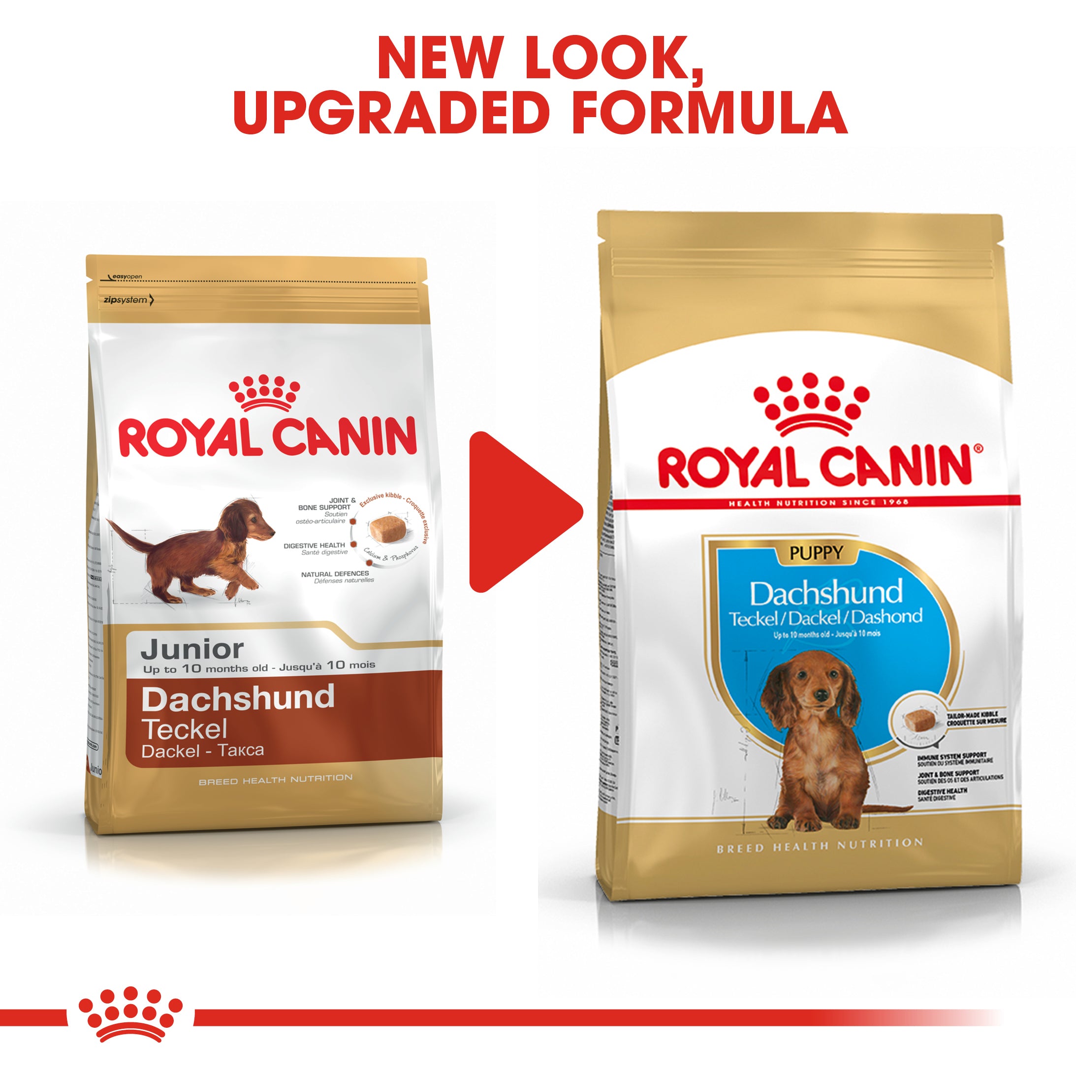 Dog food for dachshund puppy best sale