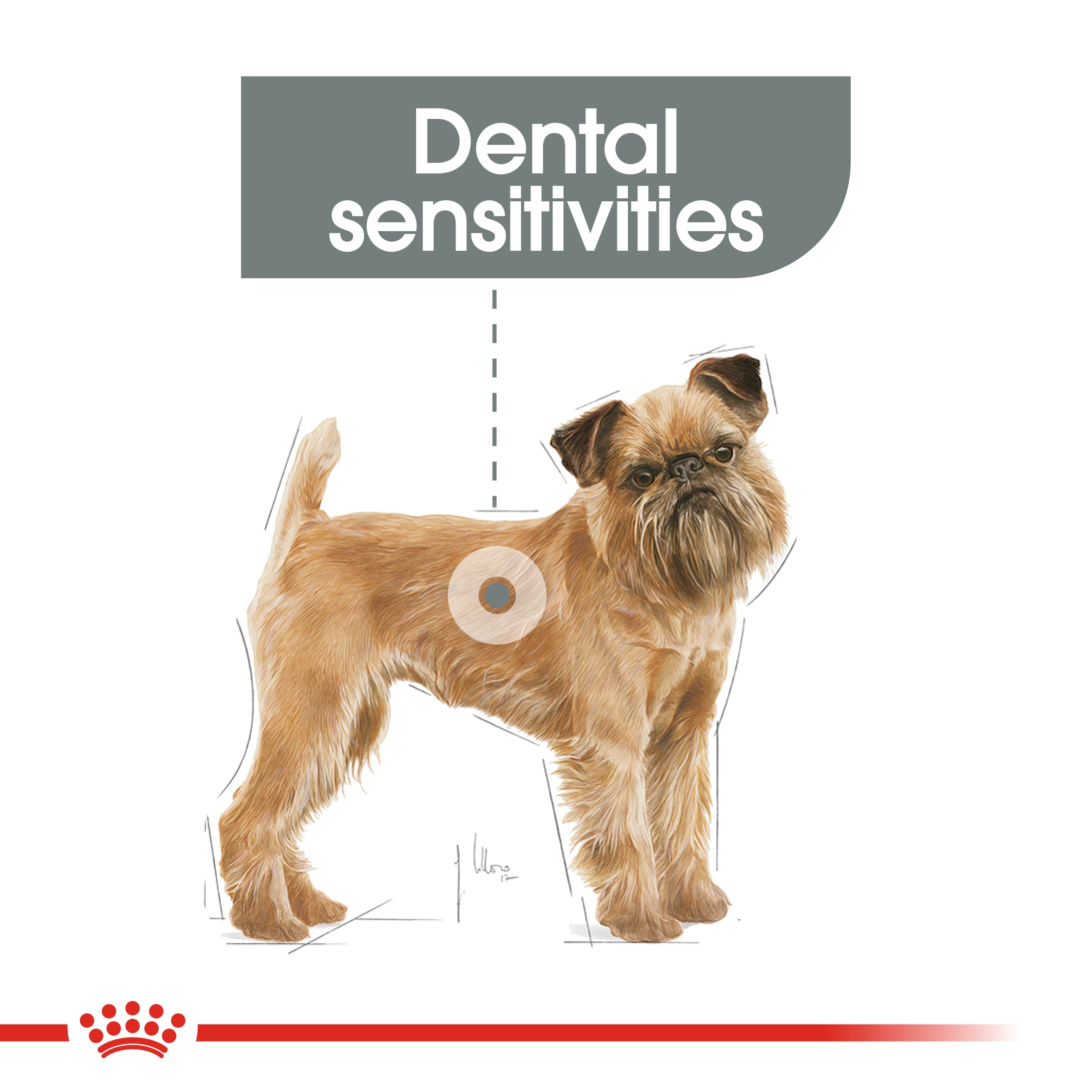 Royal canin dental shop care dog food