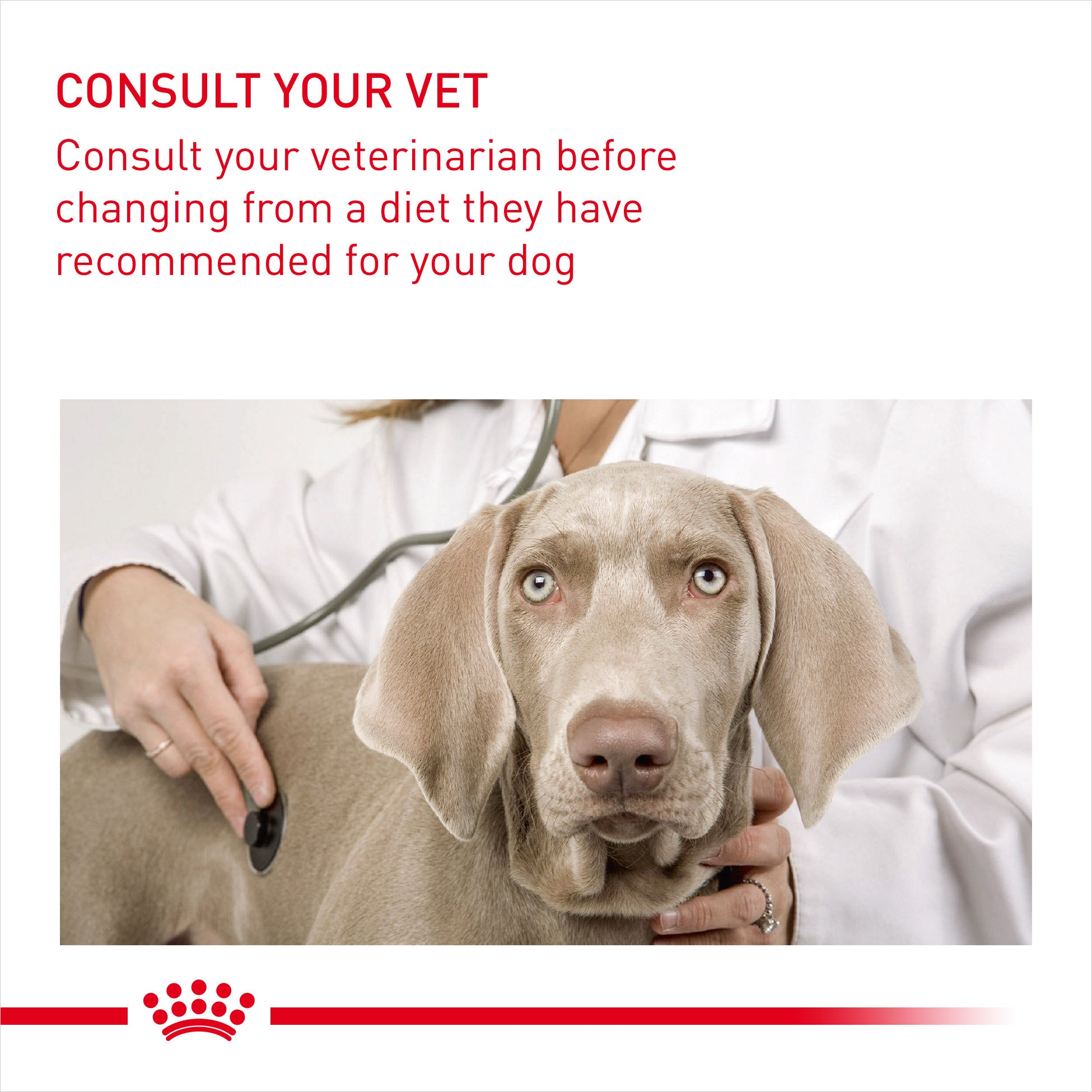 ROYAL CANIN¨ Mini Dermacomfort 8kg – Maltbys' Stores