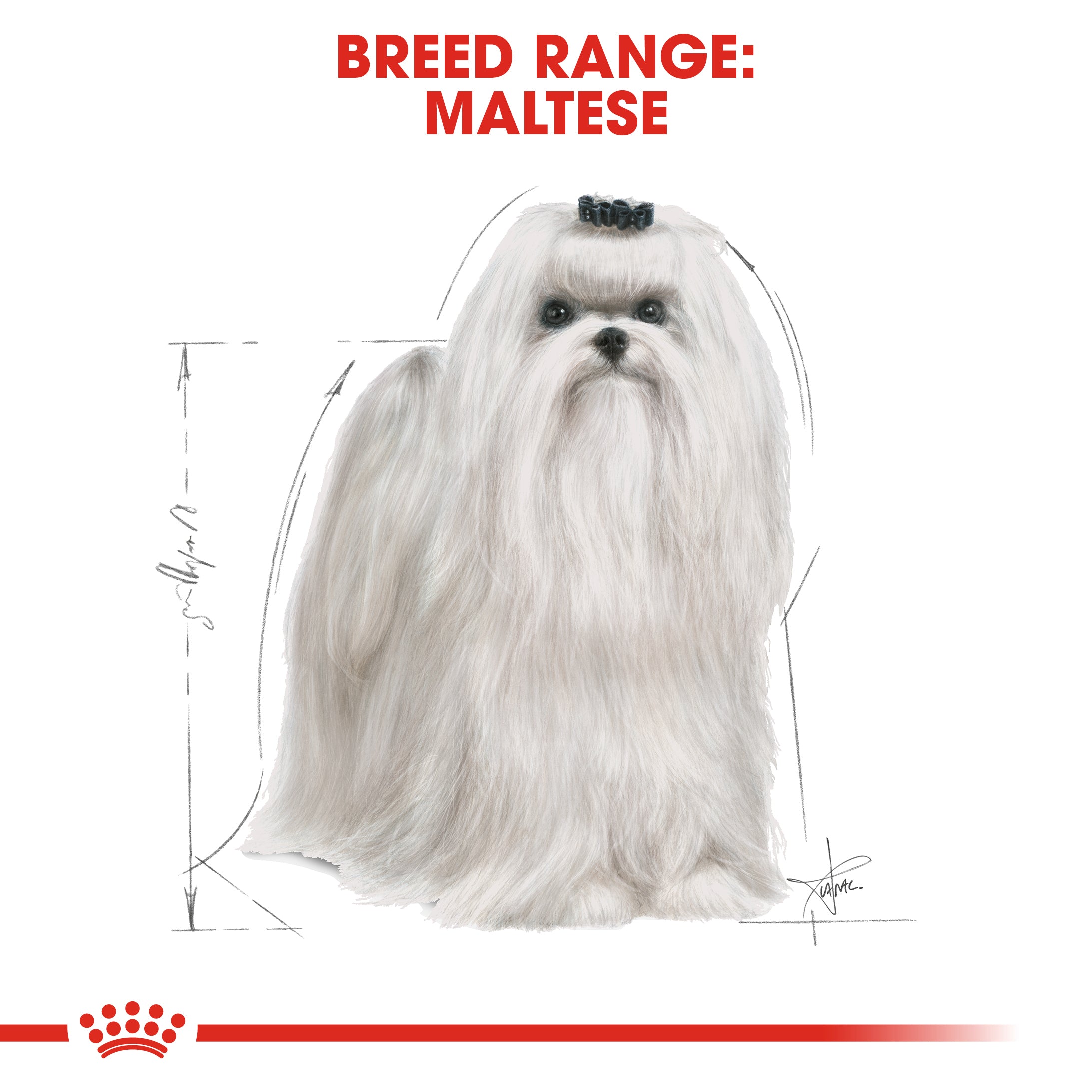 Royal canin outlet maltese puppy