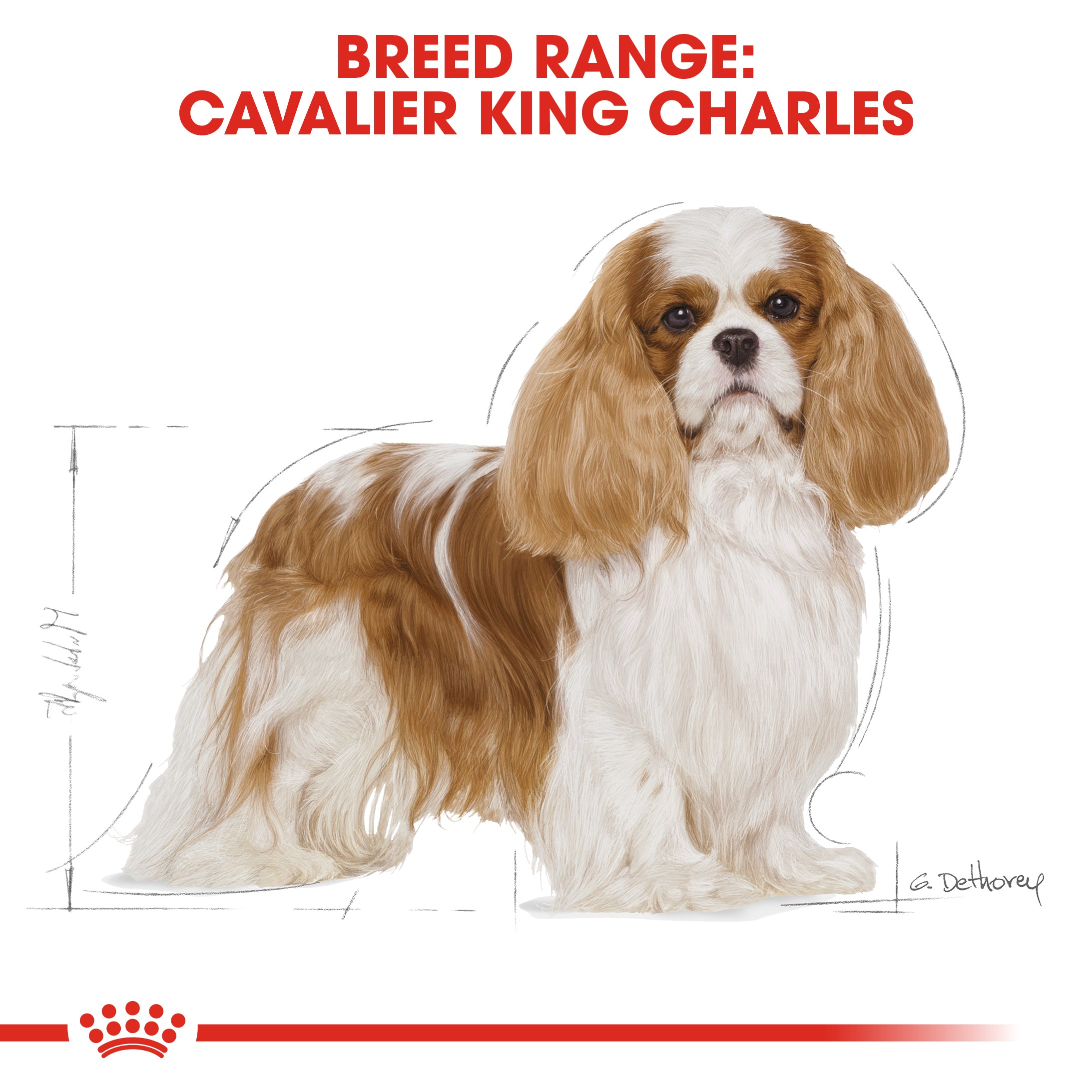 ROYAL CANIN Cavalier King Charles Adult 1.5kg Maltbys Stores