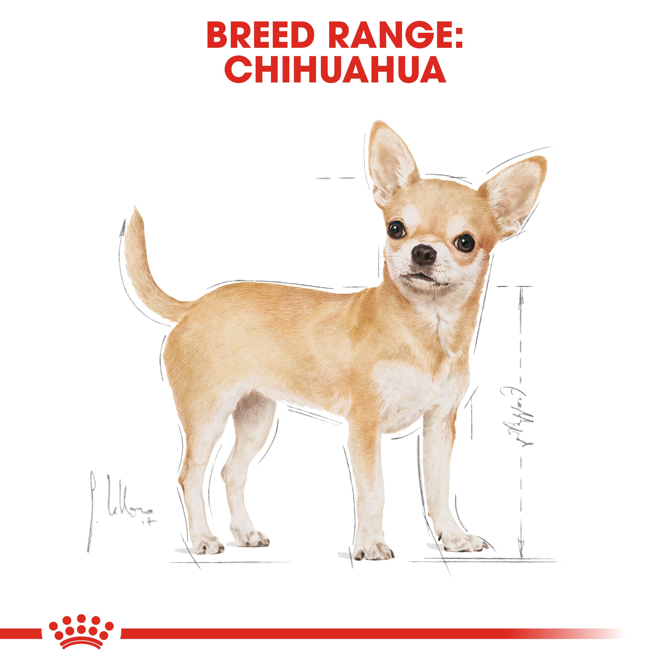 Royal canin chihuahua junior 3kg sale