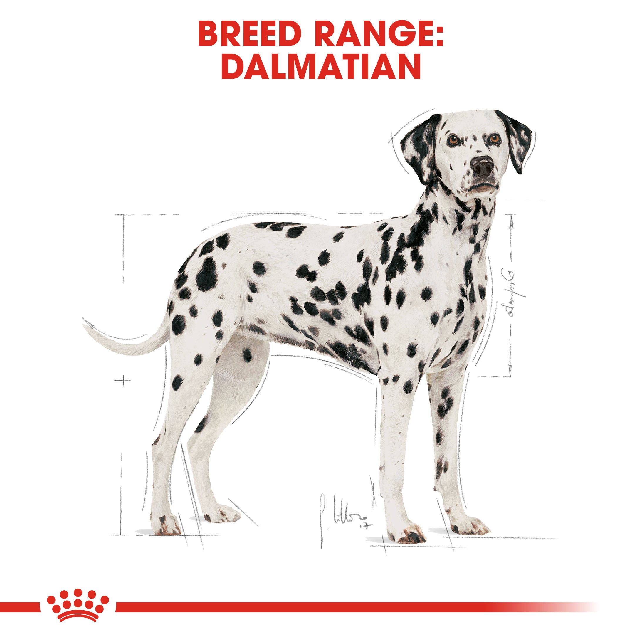 Royal canin dalmatian puppy clearance food