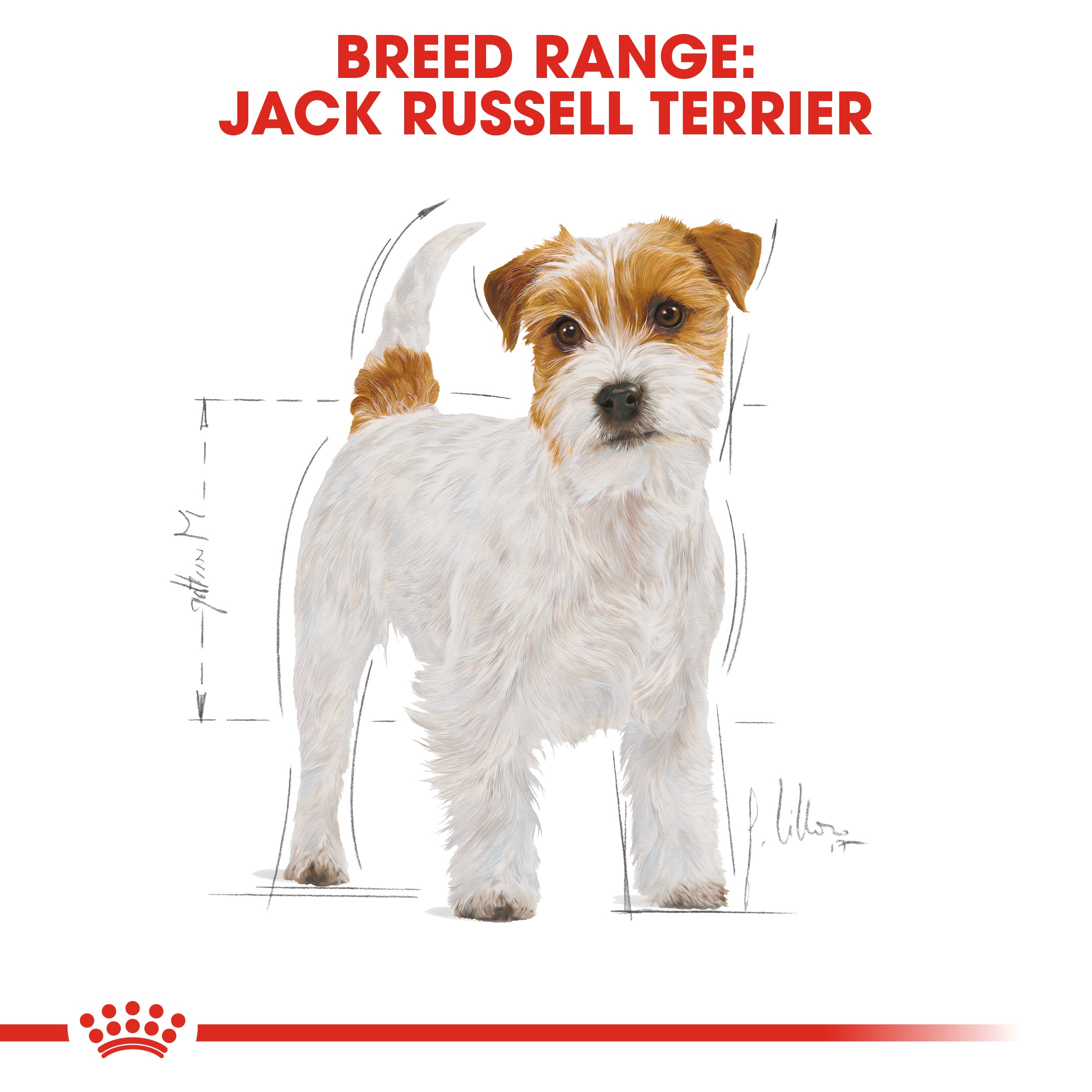 Royal canin jack shop russell terrier dog food