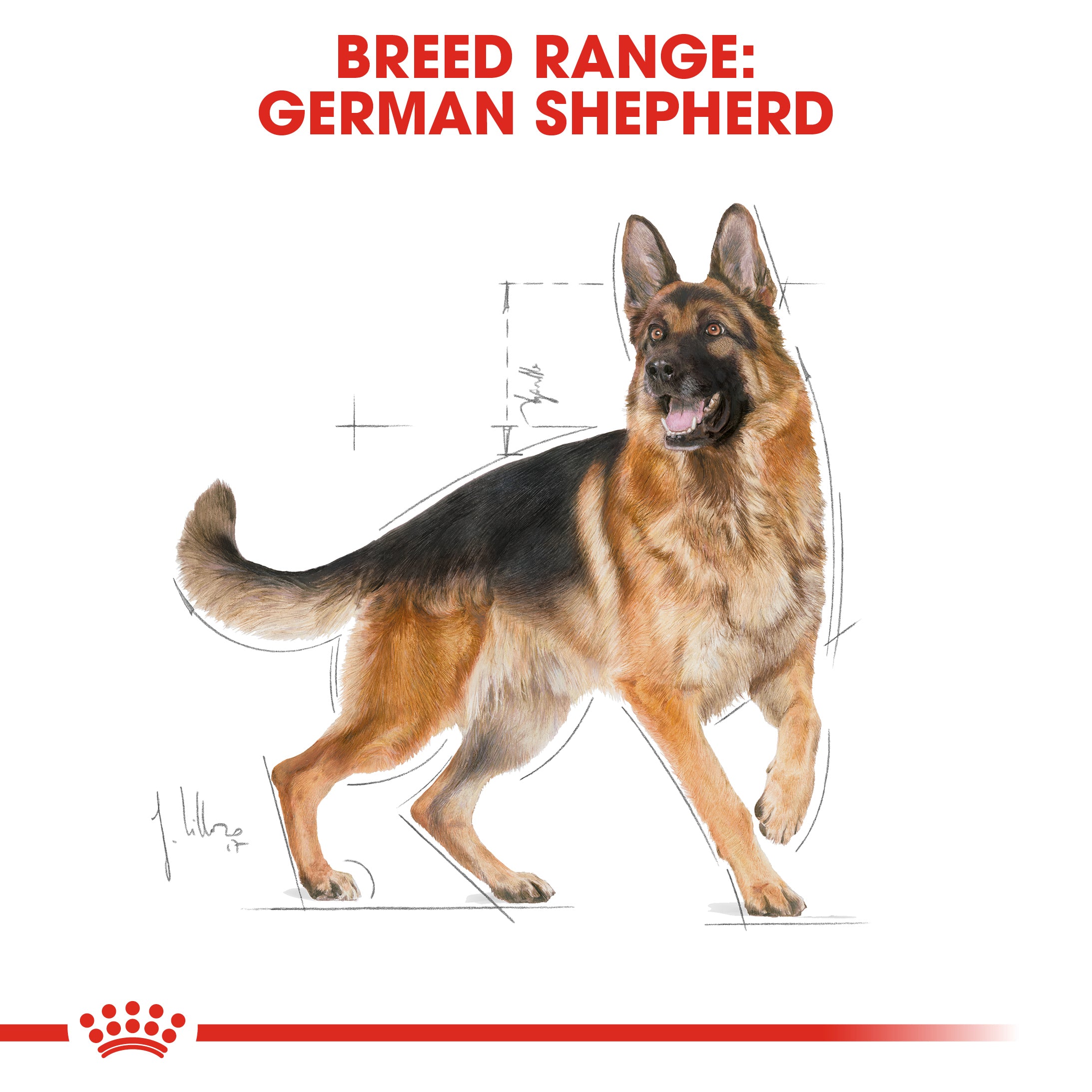 Royal shop canin german