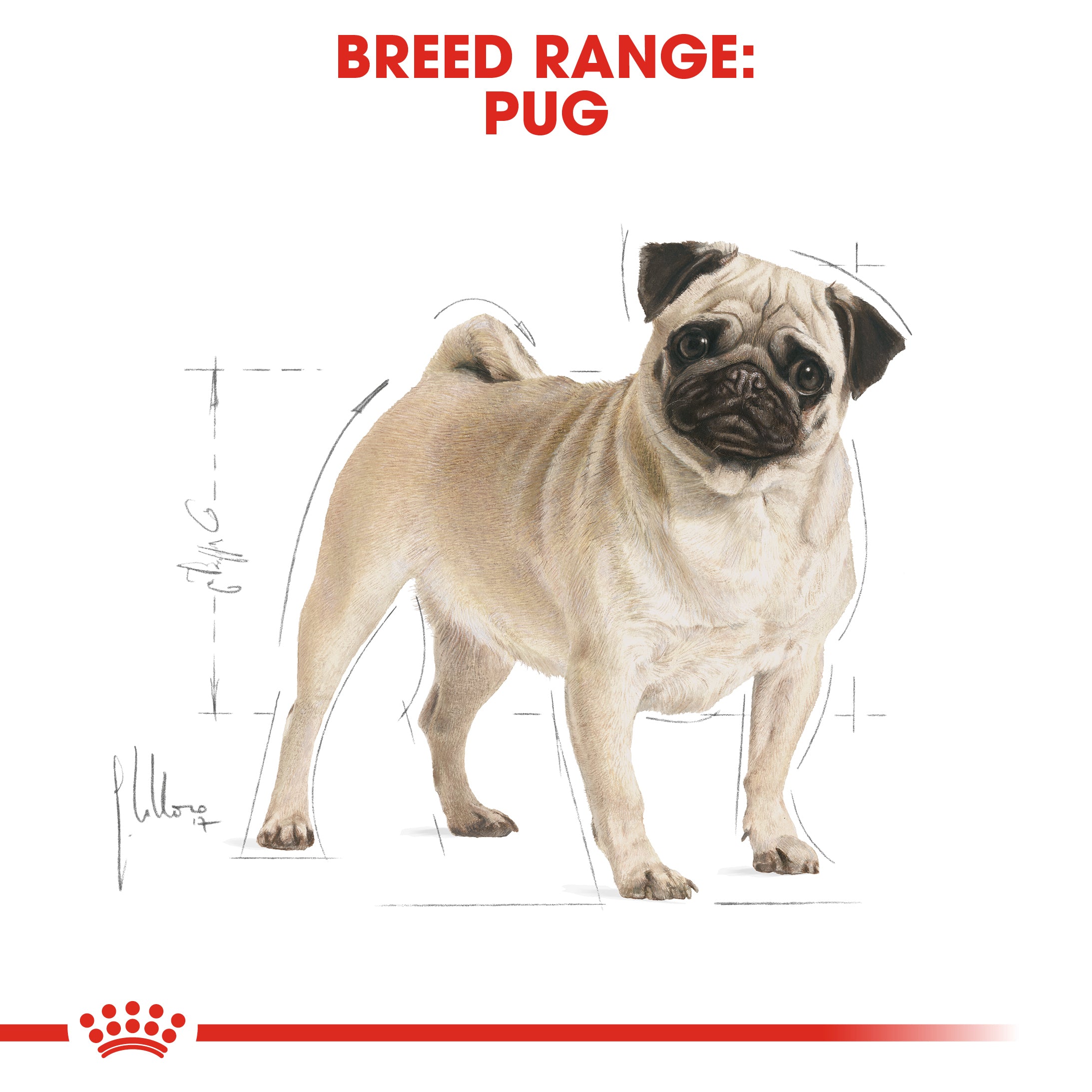 Royal canin pug shop puppy dry dog food