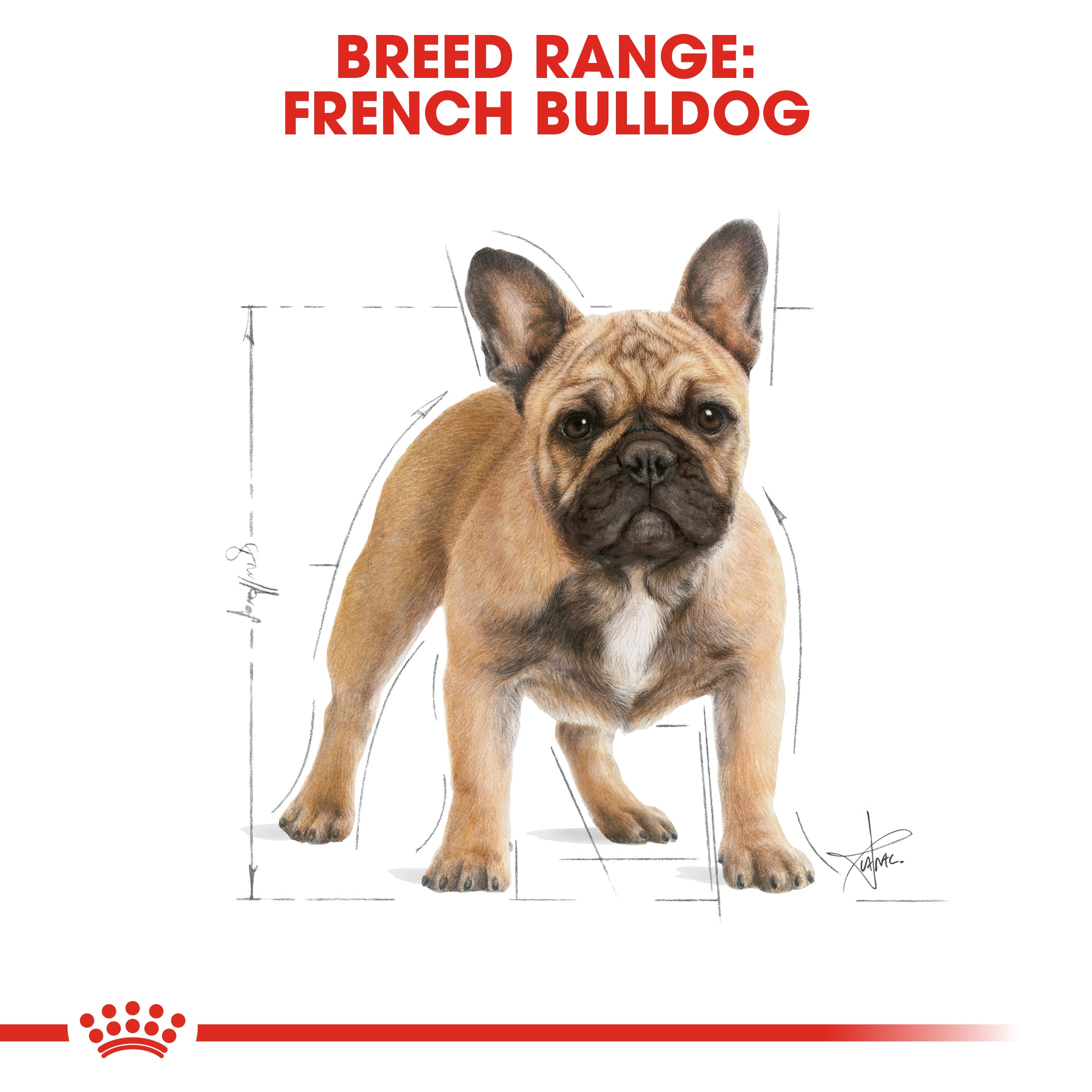 Royal canin french bulldog outlet puppy pets at home