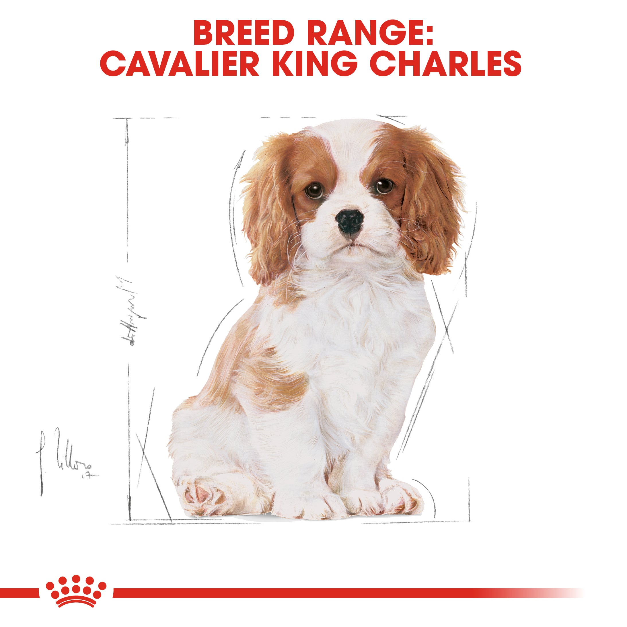 ROYAL CANIN Cavalier King Charles Puppy 1.5kg Maltbys Stores