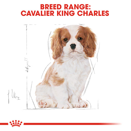 ROYAL CANIN® Cavalier King Charles Puppy Dry Food