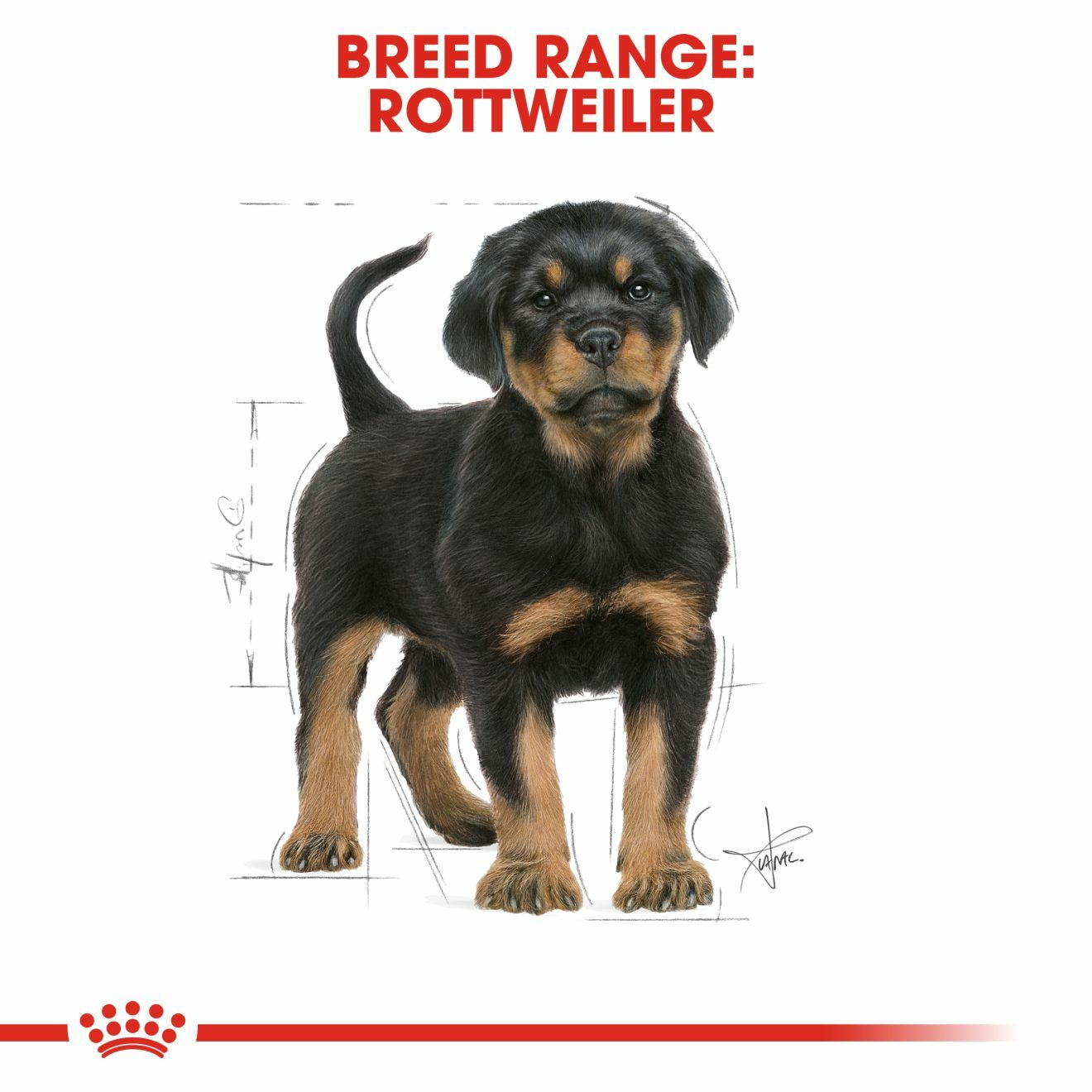 Rottweiler puppy shop online purchase