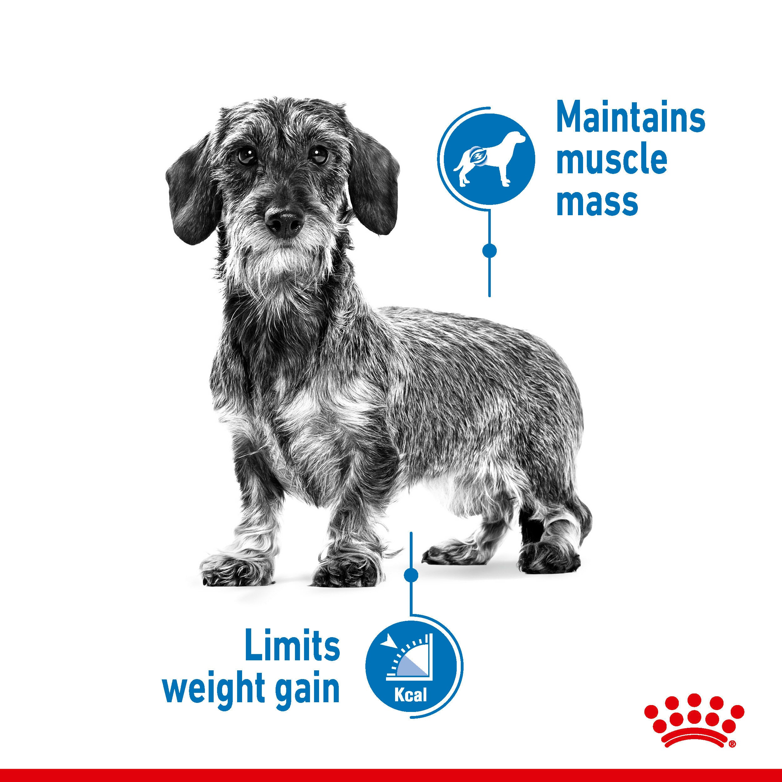 ROYAL CANIN Light Weight Care in loaf 85g Maltbys Stores