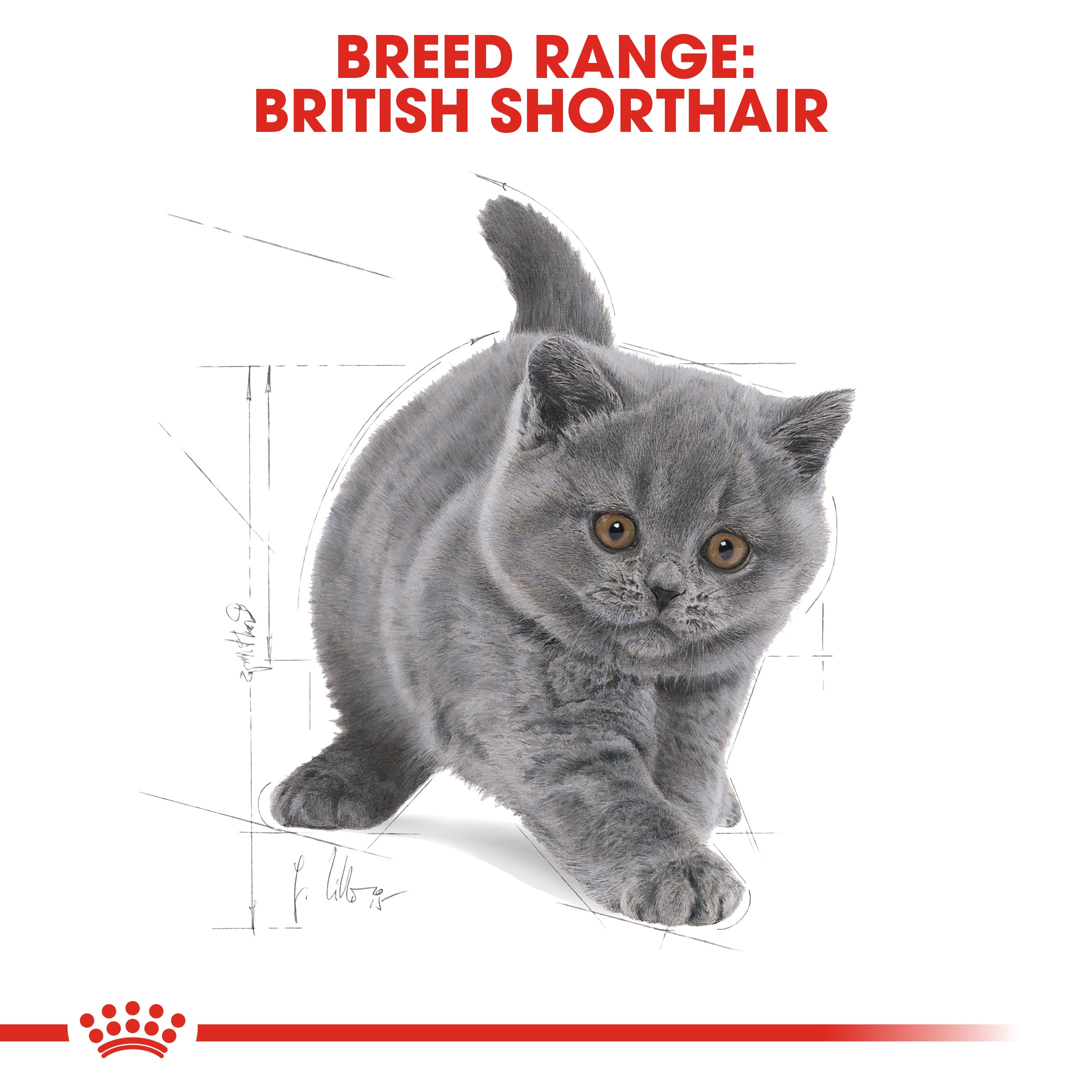 Royal canin british shop shorthair kitten 400g