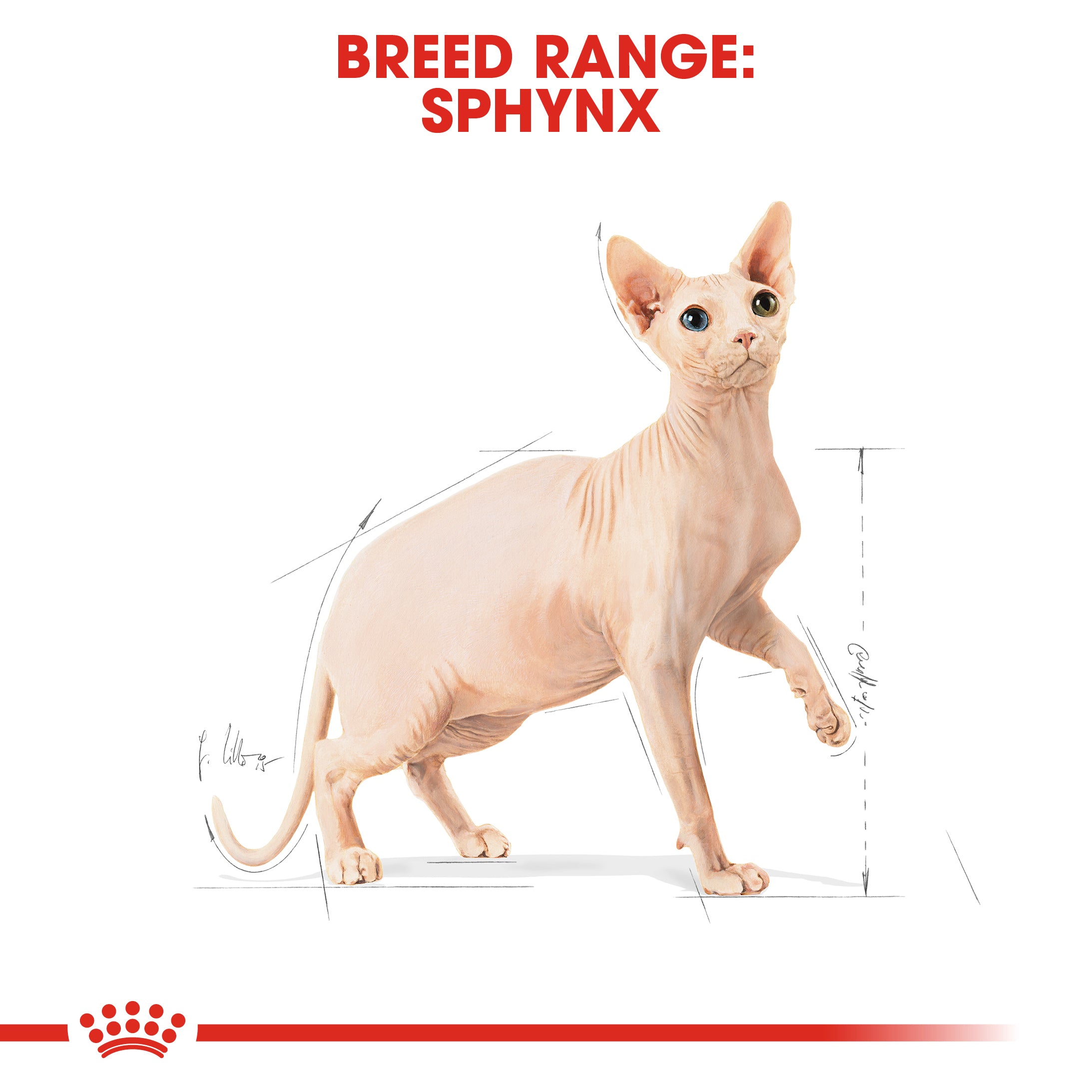 ROYAL CANIN Sphynx 10kg Maltbys Stores