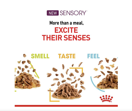 Royal Canin Sensory Smell Adult Wet Cat Food (in Jelly)